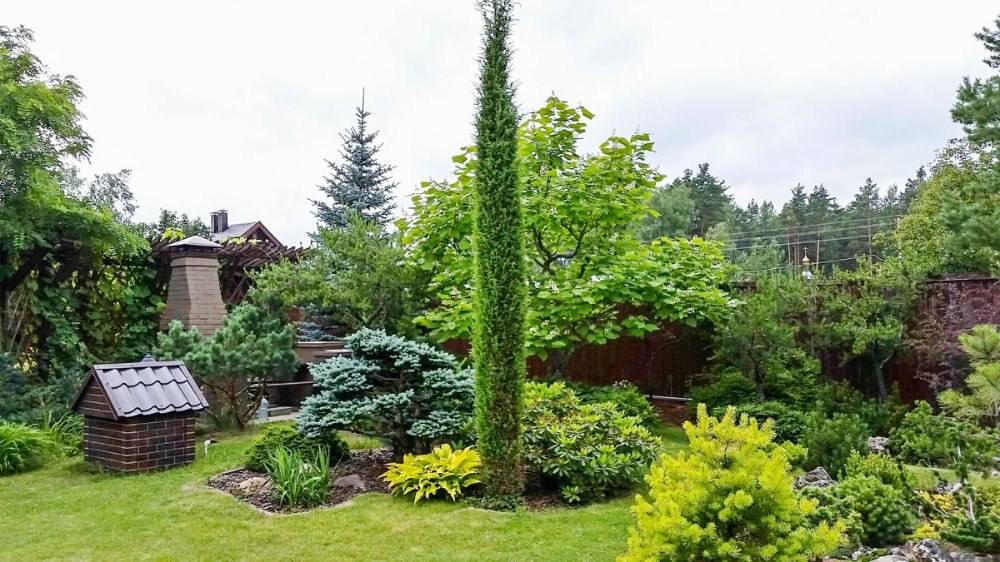 Фото с интернета, можжевельник Игоря Успенского