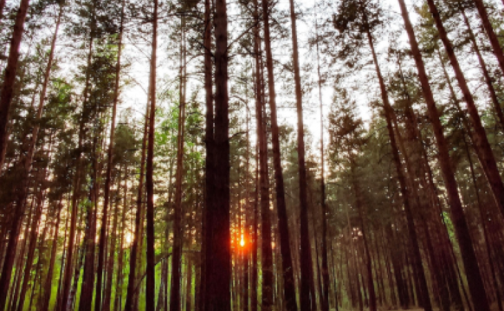 Ленточный бор. Фото: 2ГИС