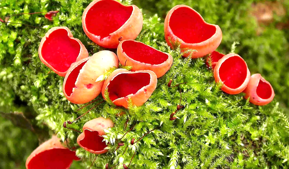 Саркосцифа алая