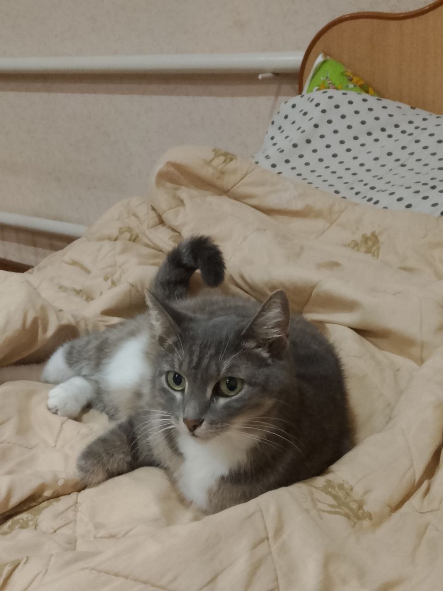 верное, вы помните, как эта девочка к нам попала. Беременную кошку бывшие хозяева просто оставили в коробке на парковке рядом с приютом и уехали... 