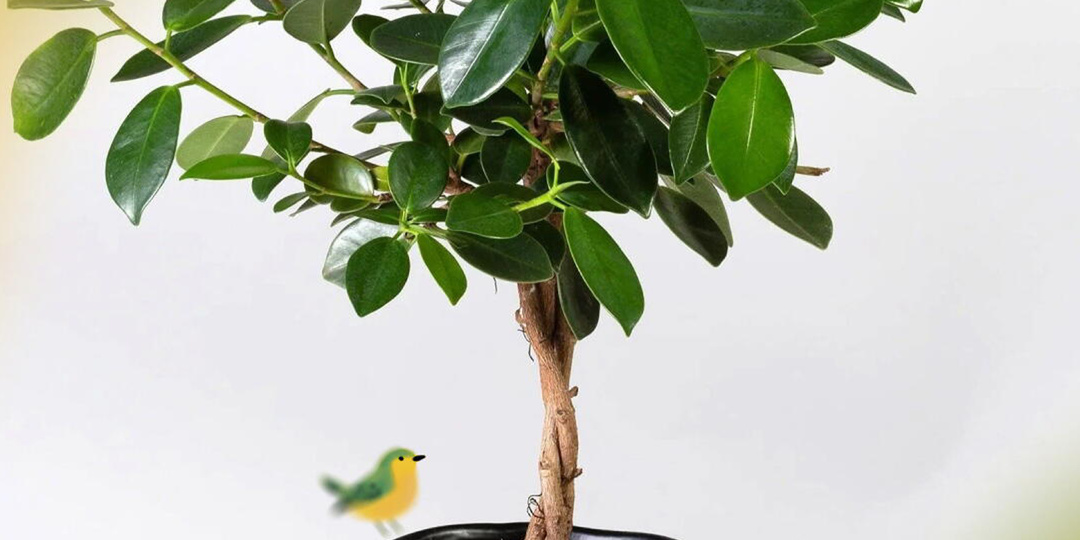 Как ухаживать за фикусом Моклай: 5 правил домашнего содержания