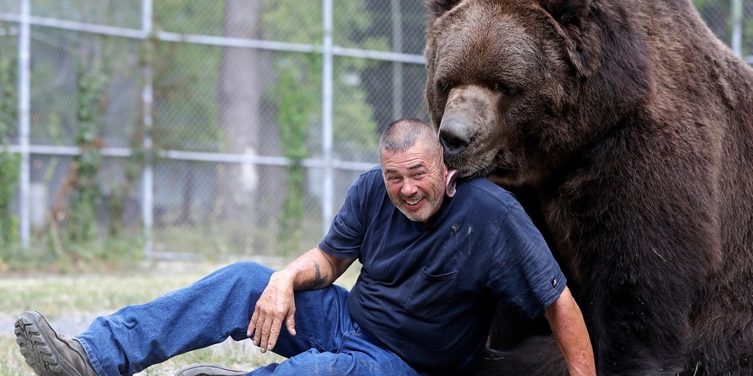 Почему есть мясо медведя смертельно опасно? Без преувеличений