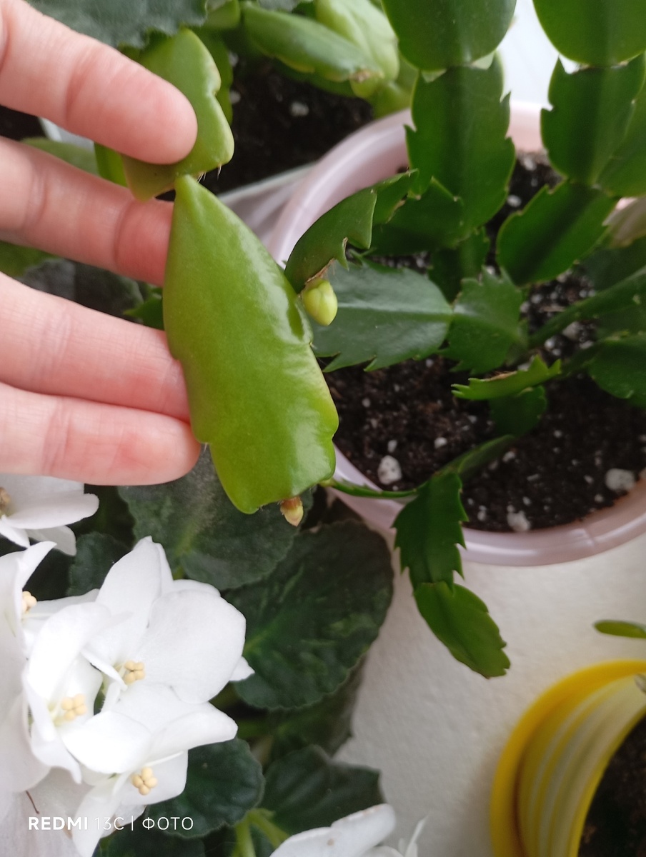 розовый декабрист с бутоном.