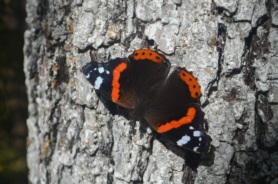    Бабочка-адмирал в Алтайском заповеднике. Источник: Олег Митрофанов