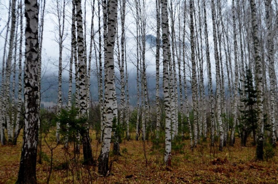    Осень в Алтайском заповеднике. Источник: Олег Митрофанов