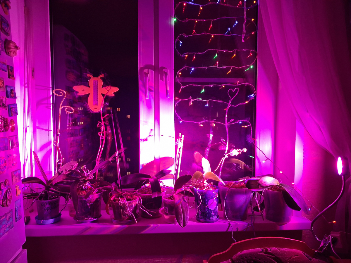 Вечером на моей кухне. Свет фитолампы направлен на орхидеи. Фото автора. 