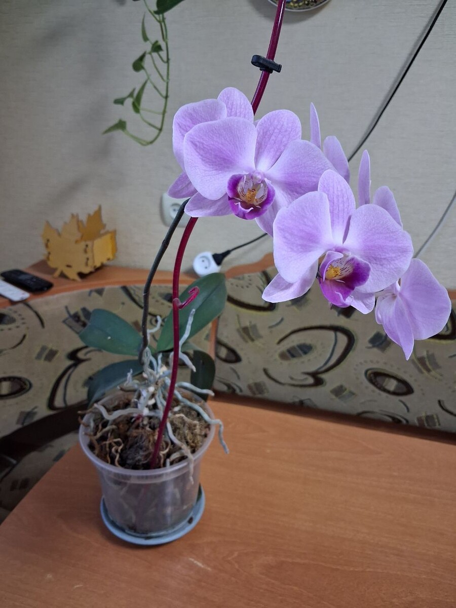 Моя сиреневая красавица в мае. Фото автора. 