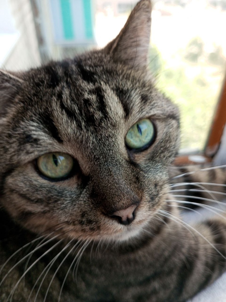 Сначала я был котёнком