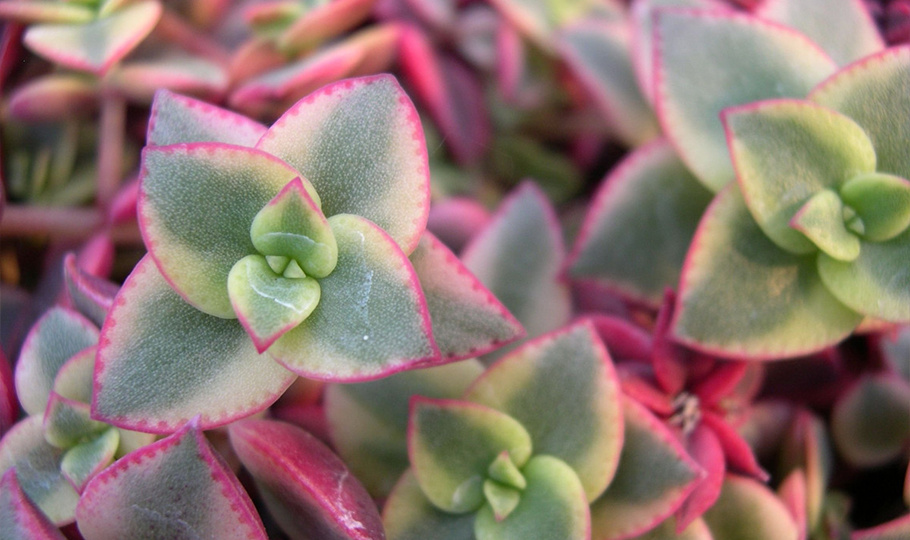 Топ-5 необычных толстянок для тех, кому надоело денежное дерево