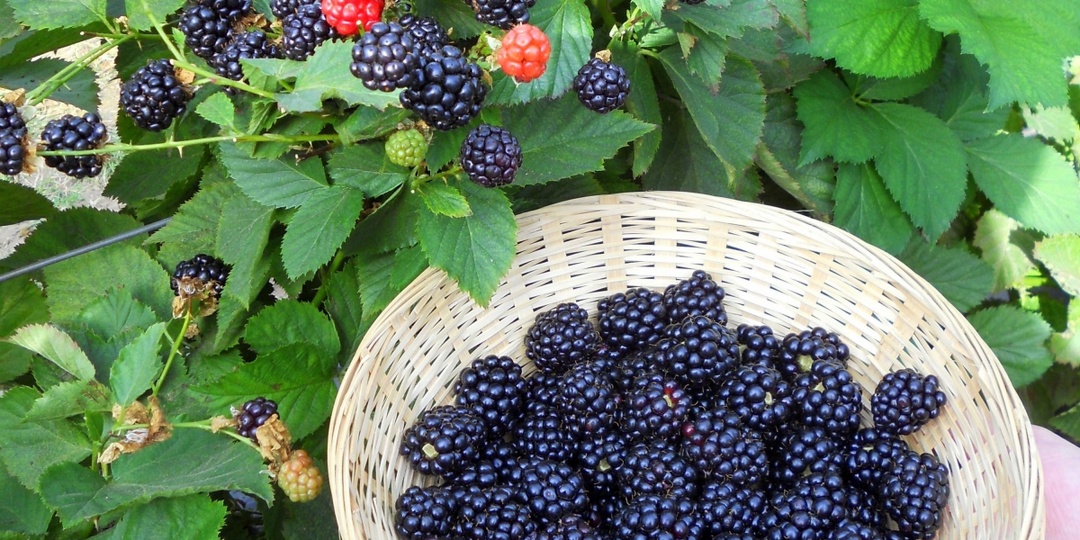 Очень вкусные сорта ежевики садовой - Ваш верный выбор