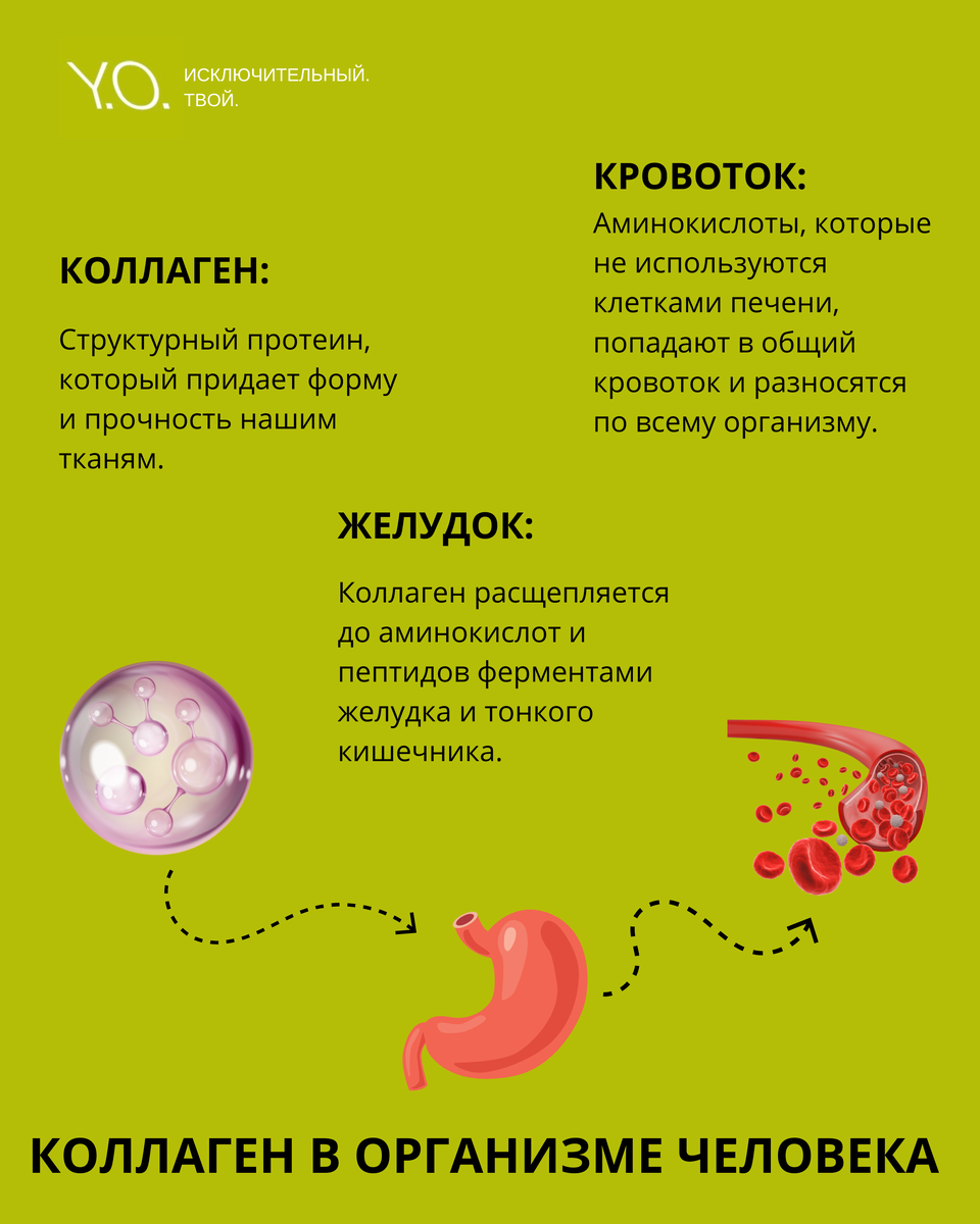 Коллаген в организме человека 