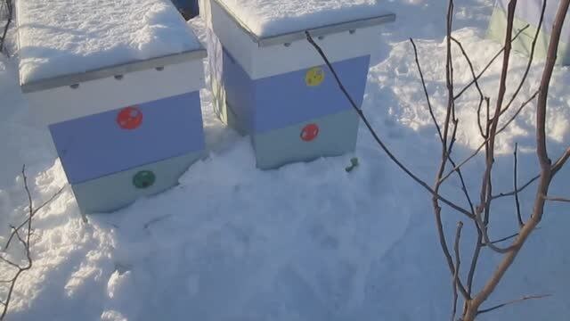 Зимовка пчел на воле