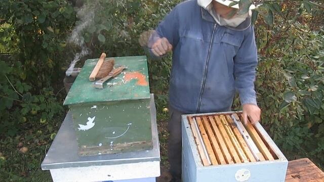 Сокращение гнезда пчел