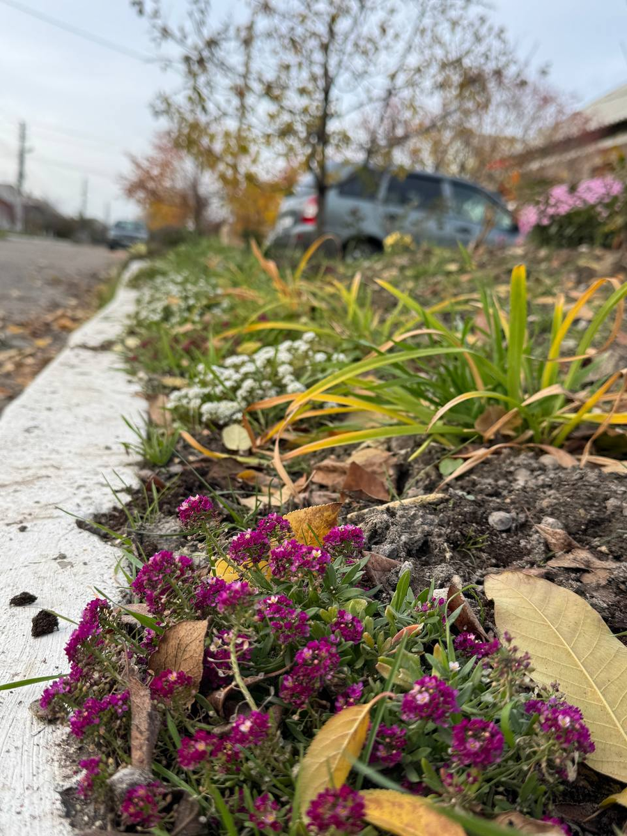 Рудбекия – канал про цветы. Ноябрь.