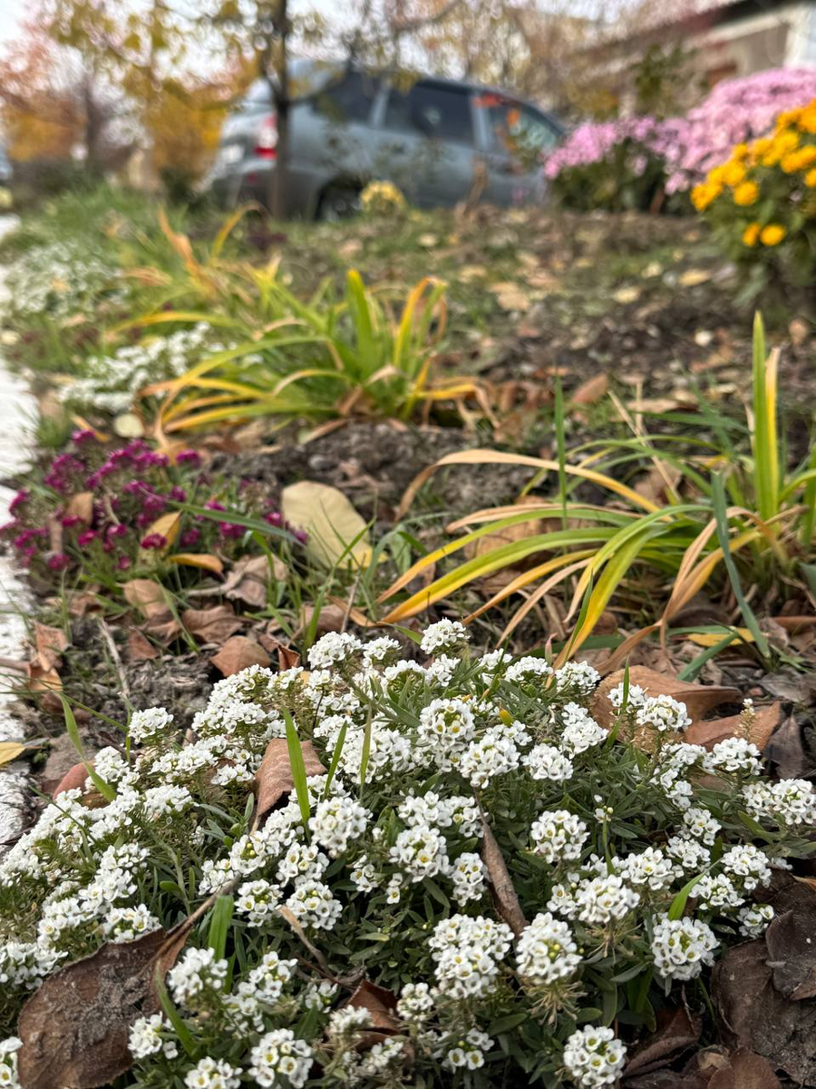 Рудбекия – канал про цветы. Ноябрь.