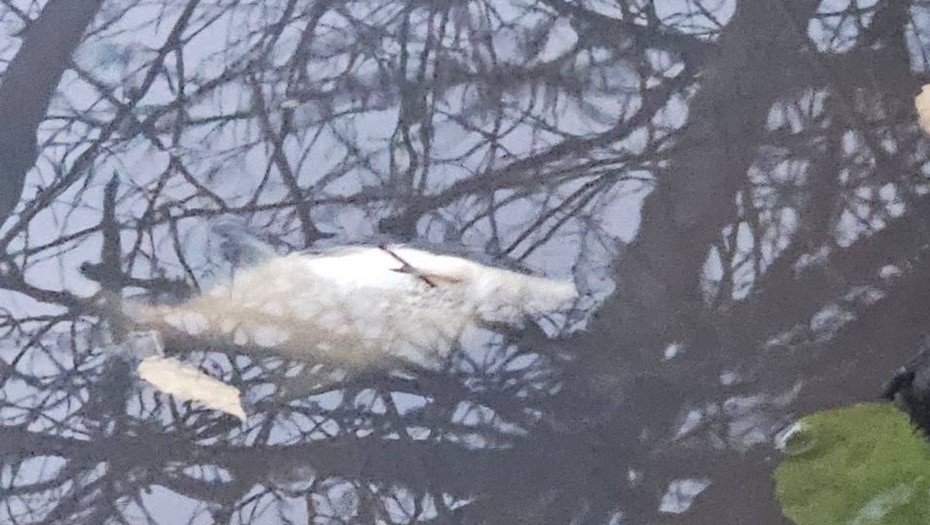 Автор фото: vk.com/grazhdanka_city. Мёртвая рыба из-за неочищенных стоков в Муринском ручье.