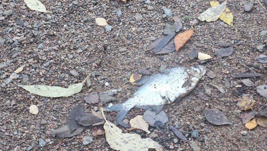 Автор фото: vk.com/grazhdanka_city. Мёртвая рыба из-за неочищенных стоков в Муринском ручье.