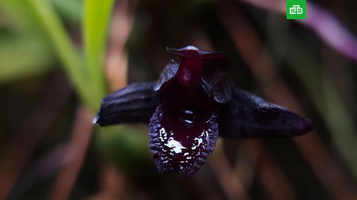    Фото: hortus_ru / t.me