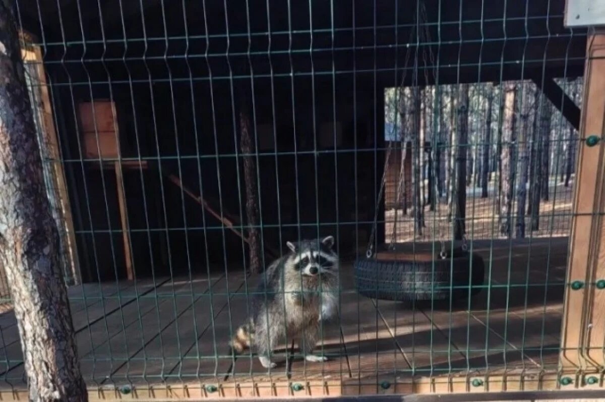    Незаконный контактный зоопарк выявили в Свердловской области