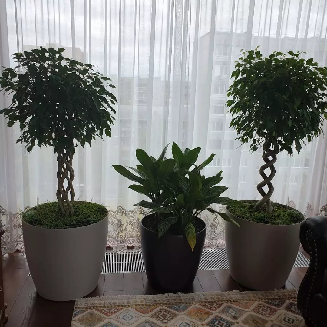 Фикус Бенджамина штамбовый , недавно куплен, посажен и уже немного начал обрастать ( фото из личного архива)