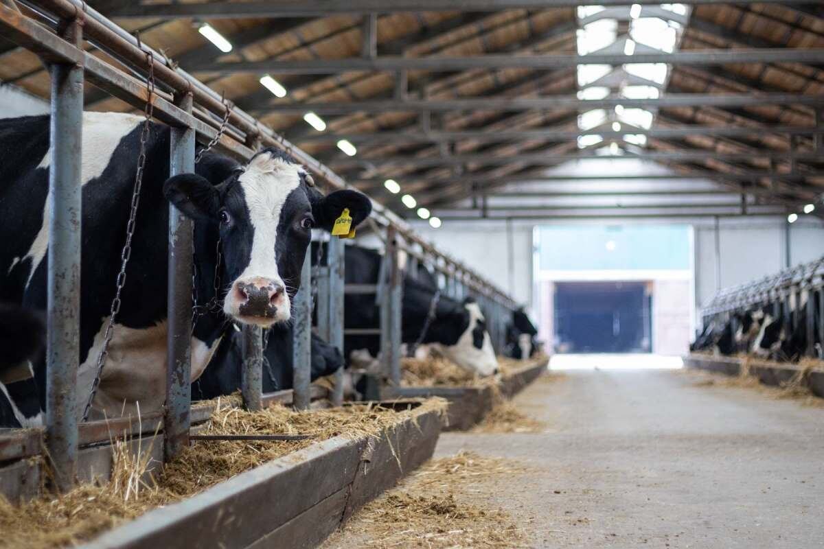    Фото: Алексей Гусев, источник: adygvoice.ru