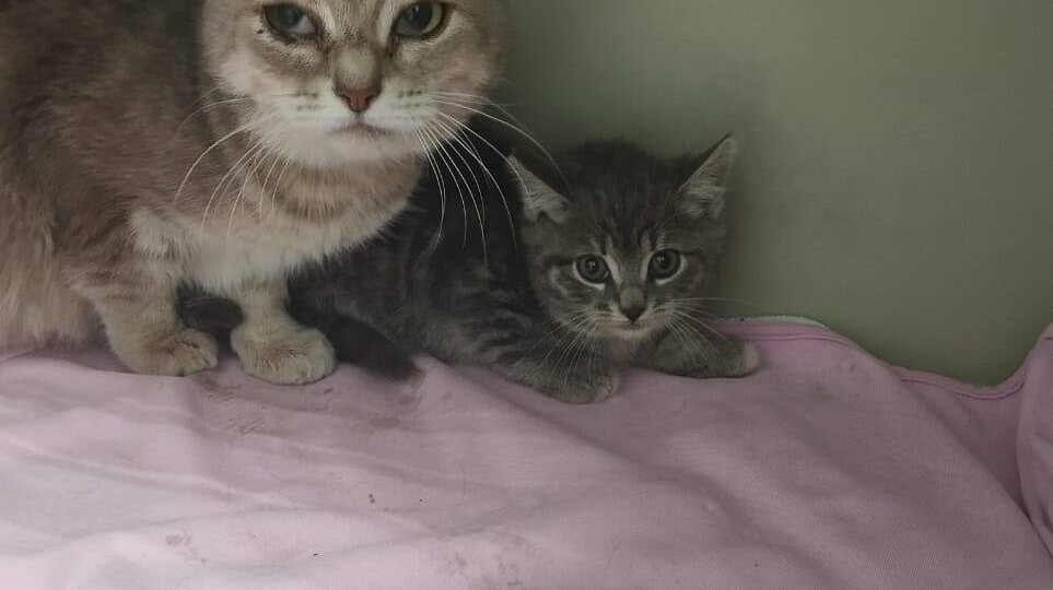 Кошка и котятки в поисках дома