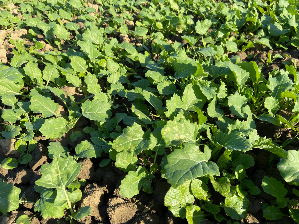 Источник: Личный архив Антона Диденко