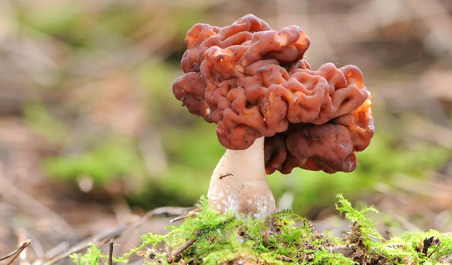 Строчок обыкновенный