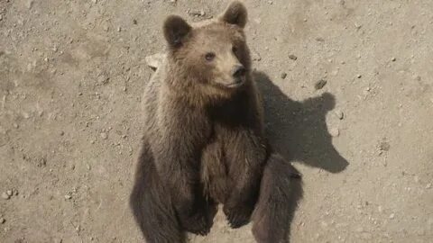 Фото из интернета. Взрослая медведица.