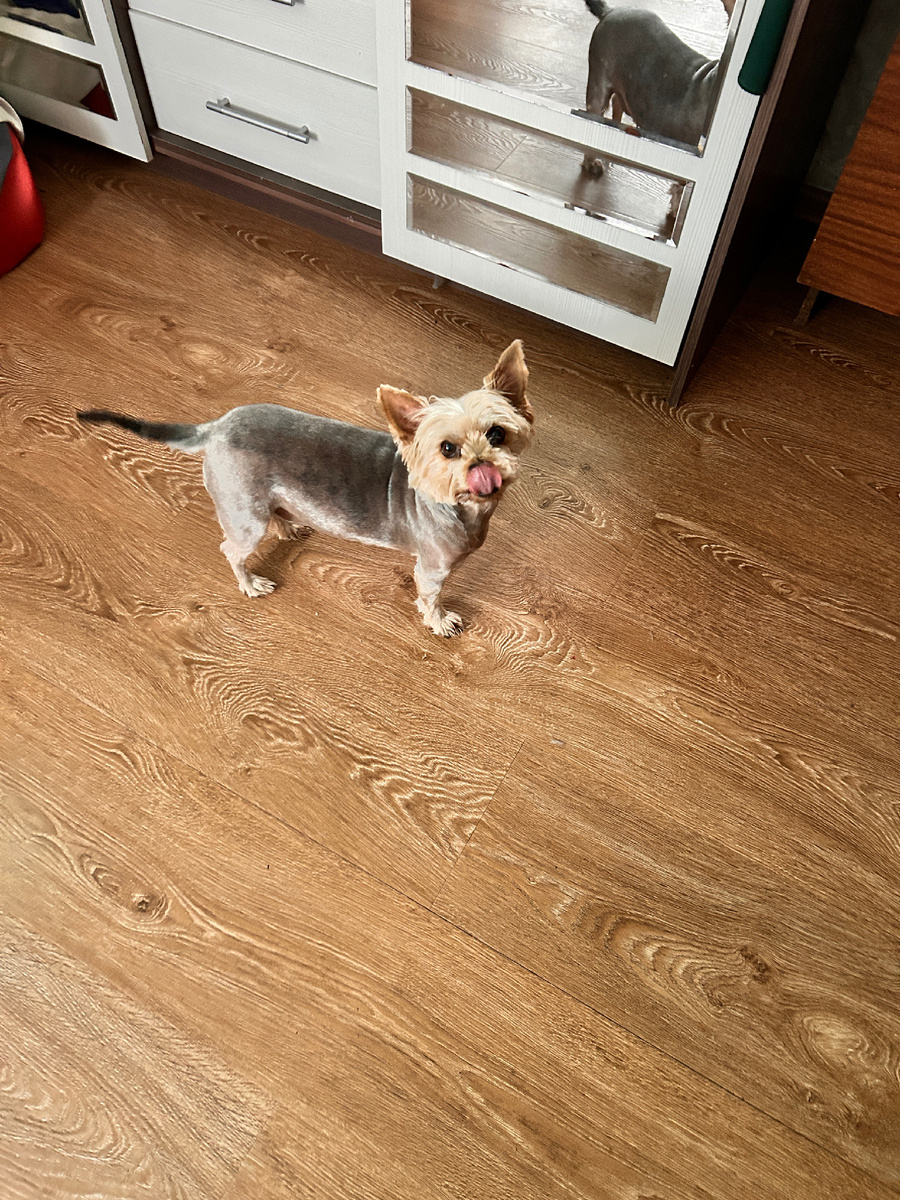 Фрося с новой стрижкой