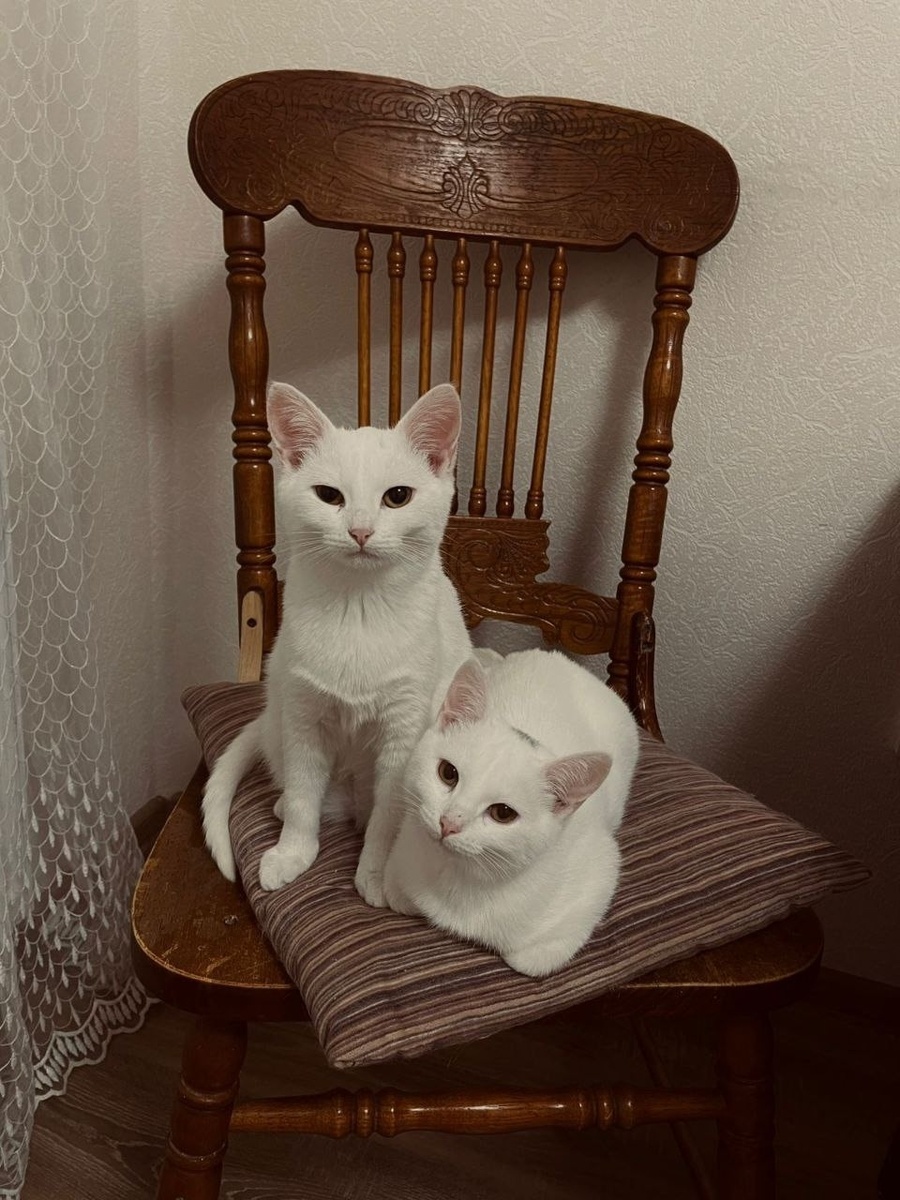 Был стул венский, а теперь снова только стены, пол, потолок  Фото из архива автора