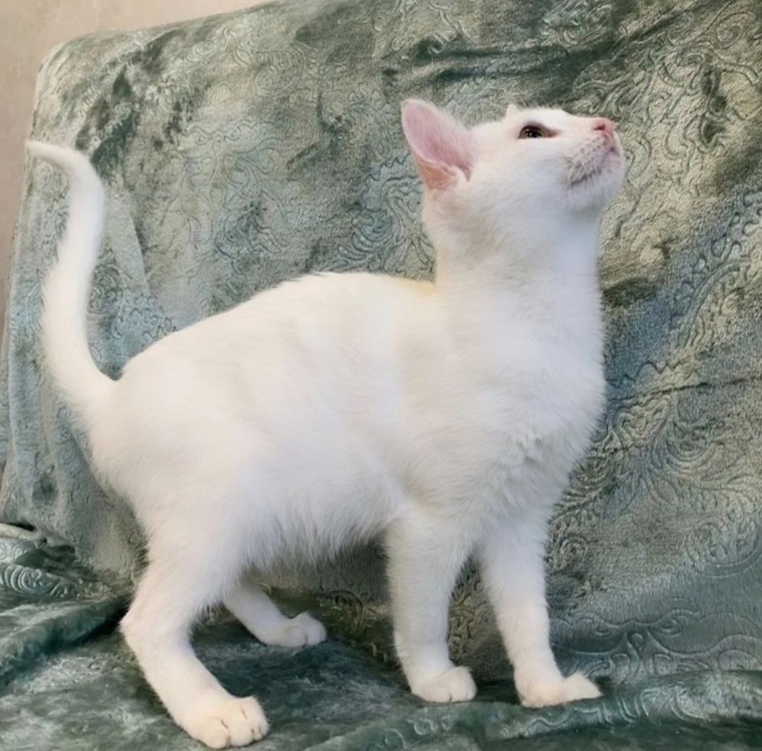 Две нежных короткошерстных малышки.  Фото из архива автора