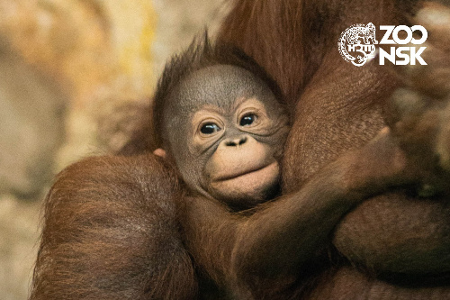    Фото: Новосибирский зоопарк