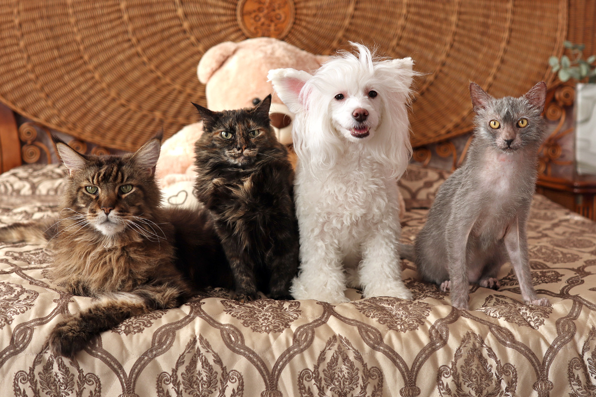 Лучик, Мира, Нарни и Арни