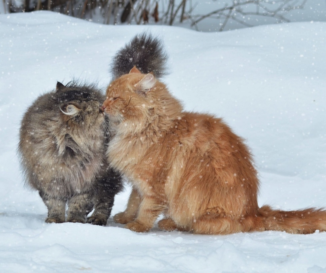 Фото из интернета