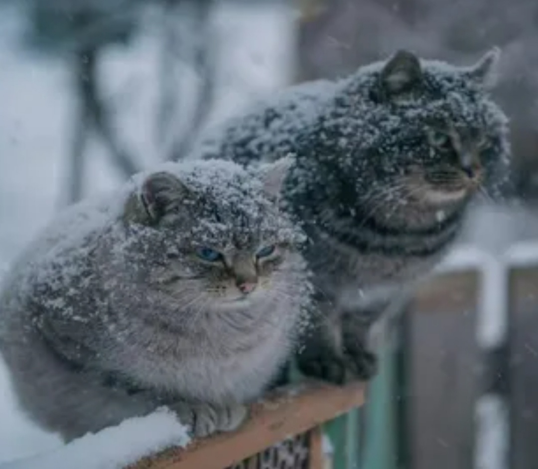 Фото из интернета