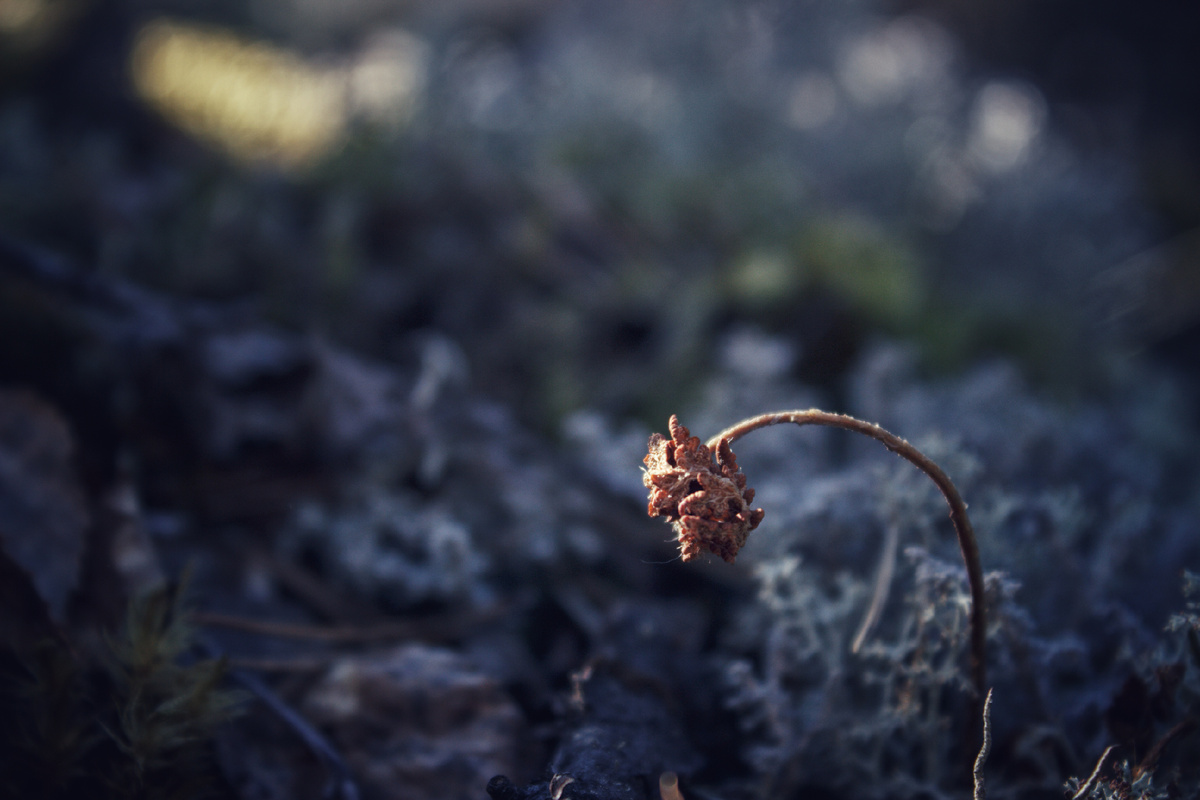 Нет больше сил. f/5.6 1/125s ISO100 55mm