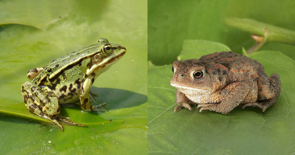 Helge Busch-Paulick & Armin Kübelbeck / Wikipedia
