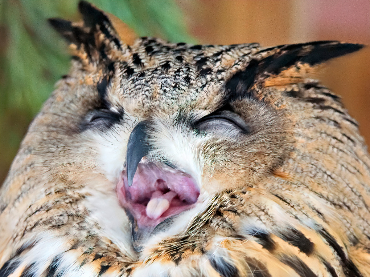 Так я выгляжу по утрам