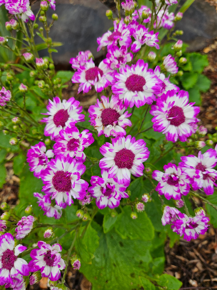 Цинерария кровавая, личная.