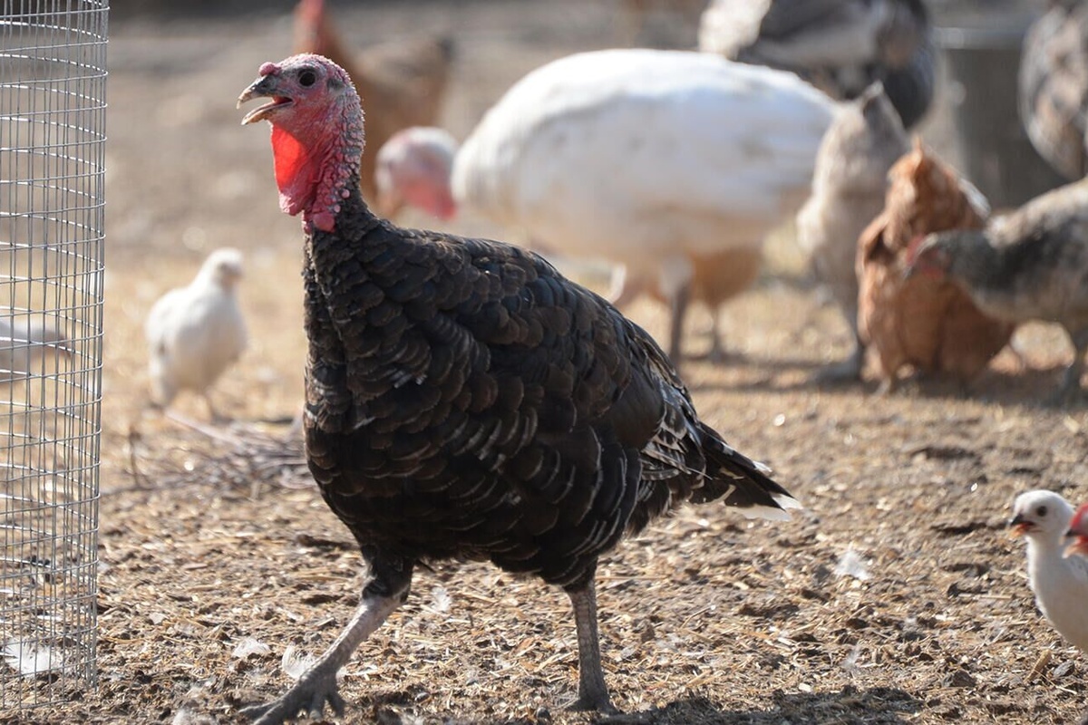    Фото: Саид Царнаев, источник: ria.ru