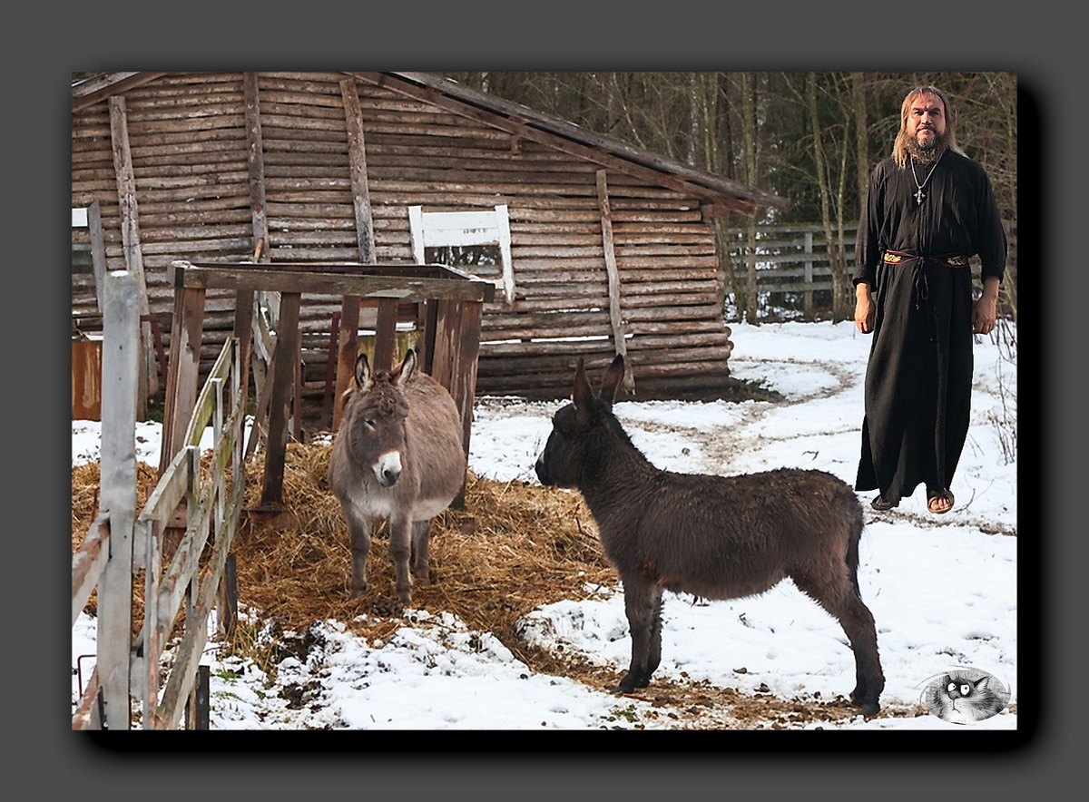 «Никакие заповеди им не нужны, потому что все это идет против желудка “осла”. “Осел” говорит, я хочу отдыхать, есть, пить и веселиться…» - уверен иерей Андрей Струцкий. Коллаж автора