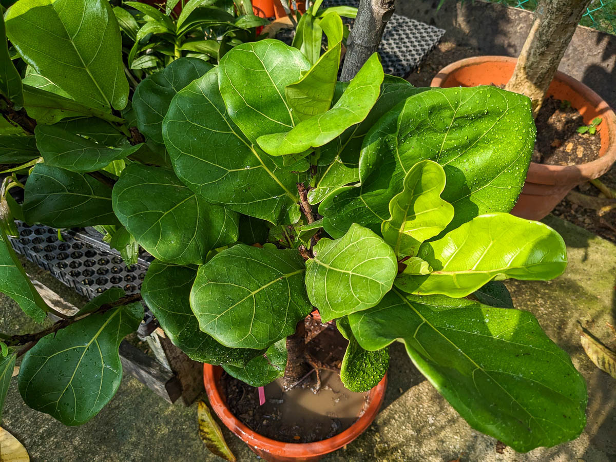 Фикус лировидный, он же фикус лирата. Фото: gardeningsg.nparks.gov.sg