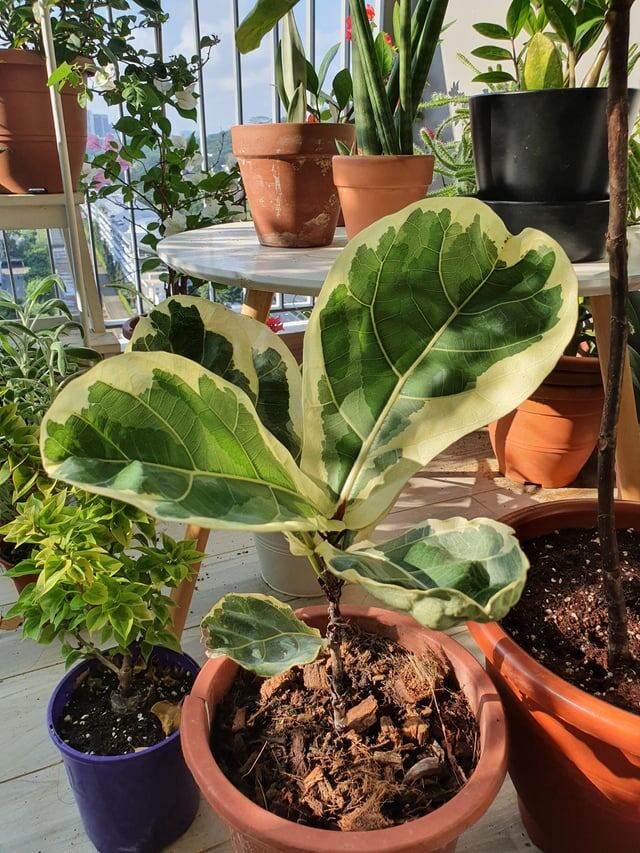 Фикус лировидный вариегатный. Фото: reddit.com