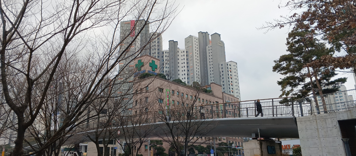 Лес на крыше домов