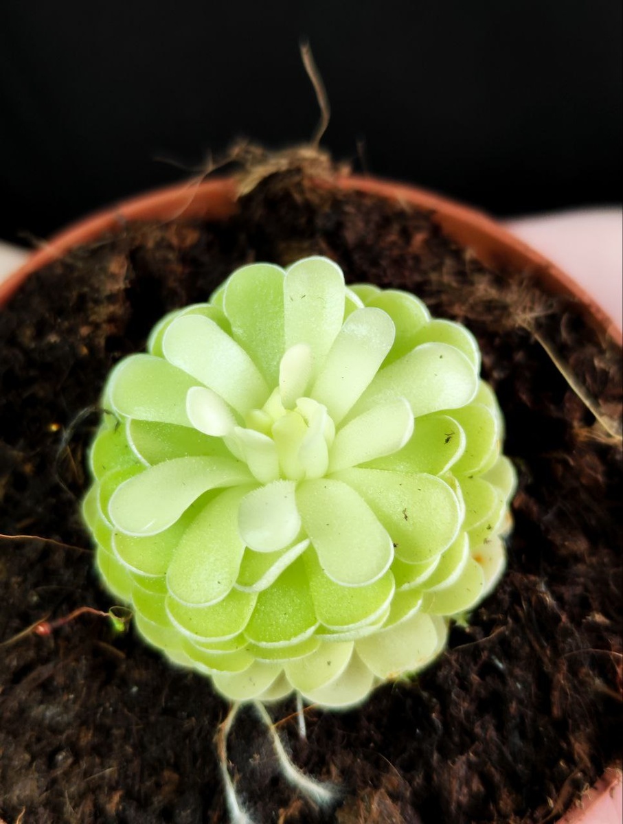 Жирянка Эссериана