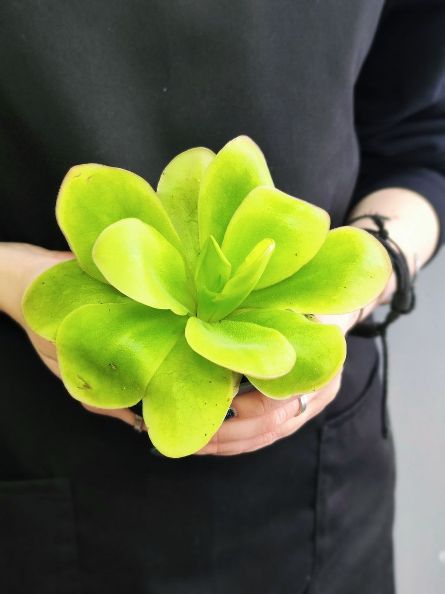 Жирянка Тина