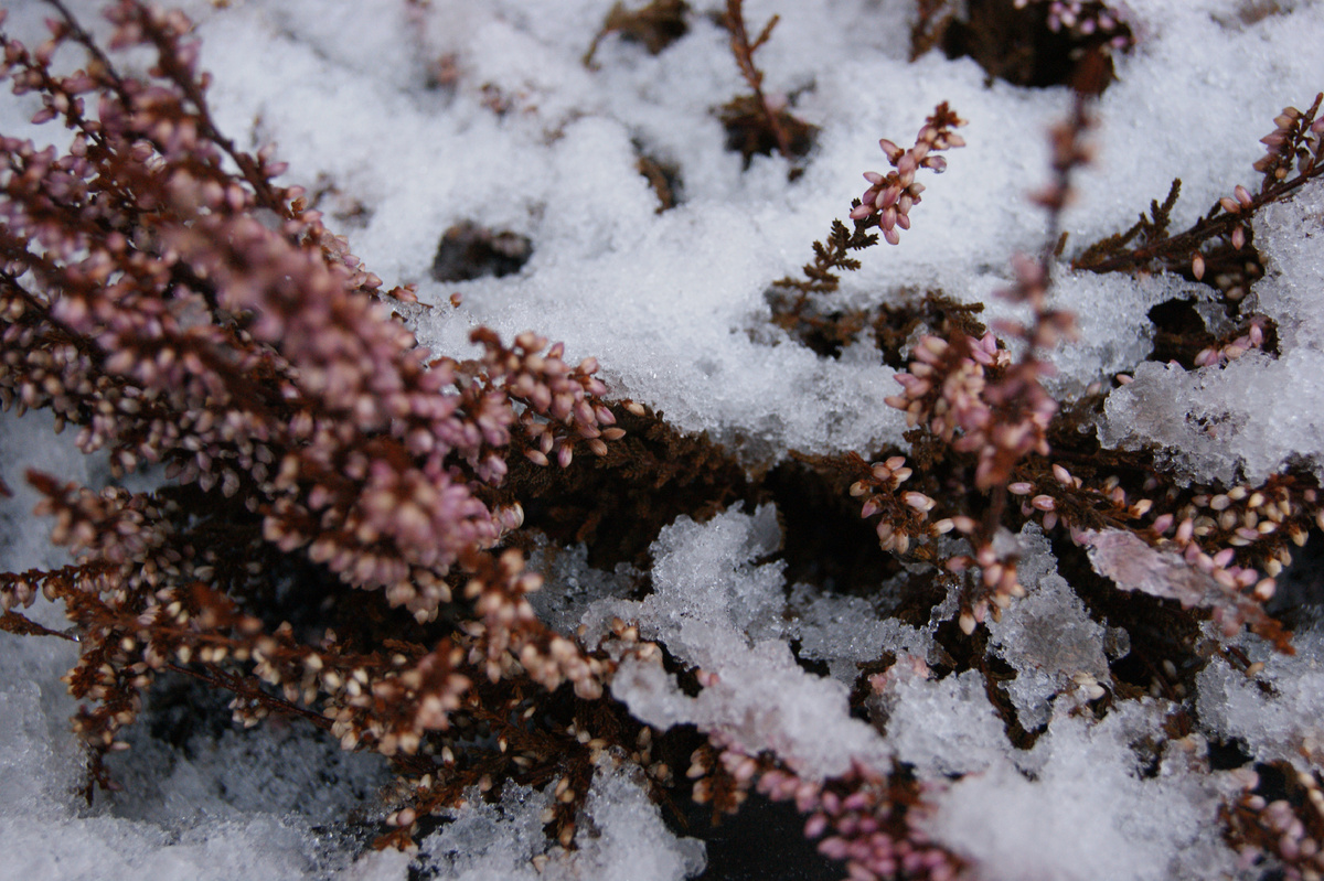 Вереск, в Стокгольме всегда много вереска повсюду