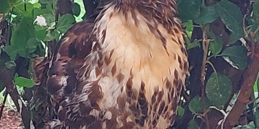 КУБИНЦЫ ВАРВАРЫ