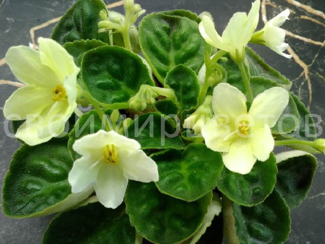 Жду, когда моя фиалка зацветёт. Фото с сайта https://svoimirzvetov.ru/ 